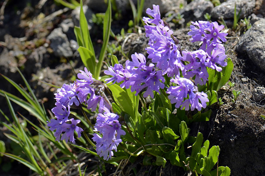 Primula glutinosa /  Primula vischiosa